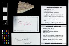 Foto (Objekt + Etikett) von Discutiolira sp.  (NHMW-GEO-2014-0194-0724)
